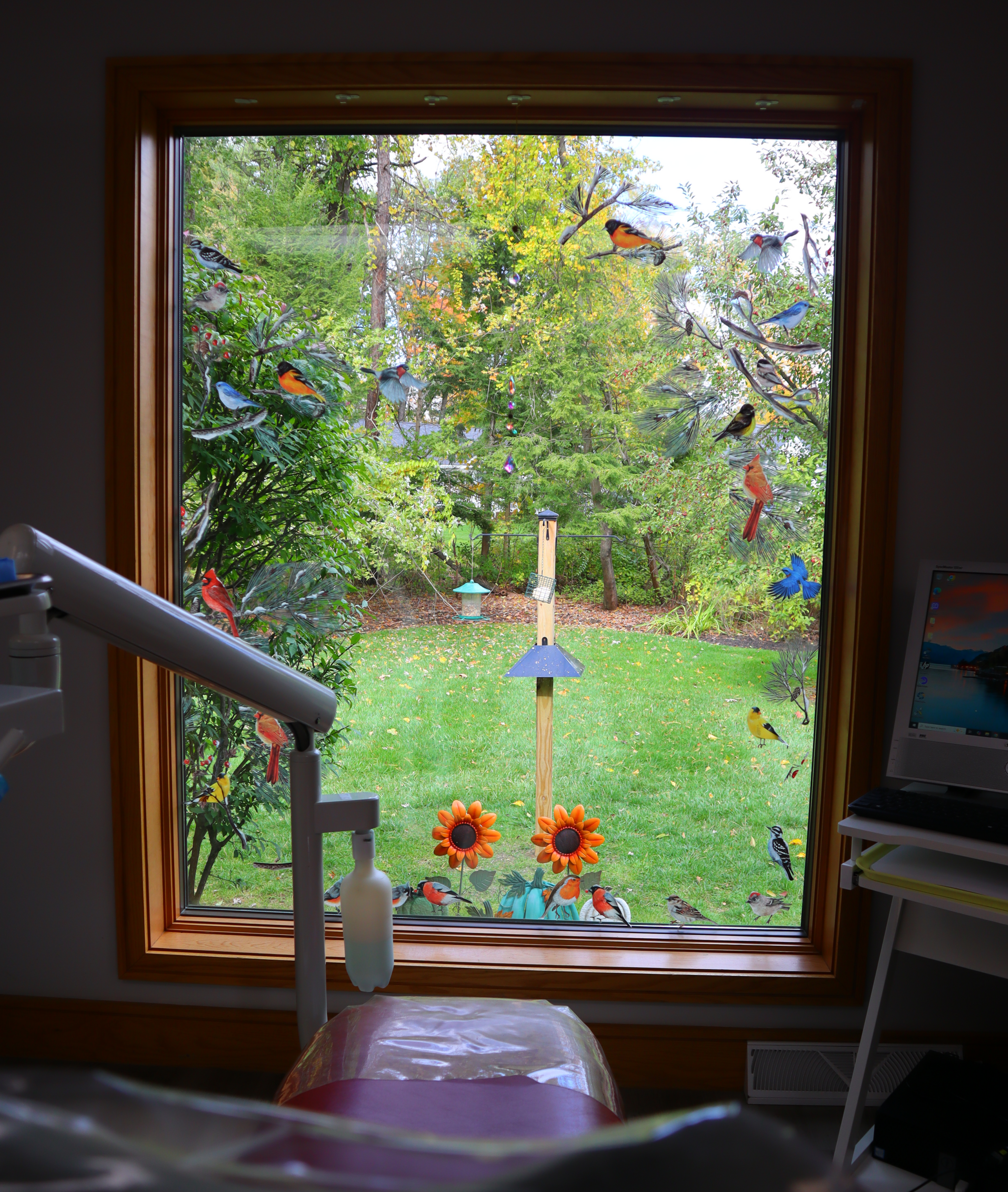 Patient relaxing during treatment, watching birds through the window